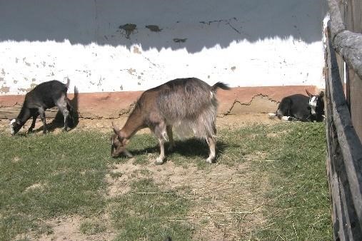 kecskék (Göcseji Falumúzeum)