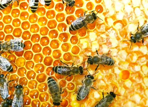 méhek táplálkozására
