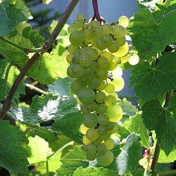 fehér „delavári” szőlő