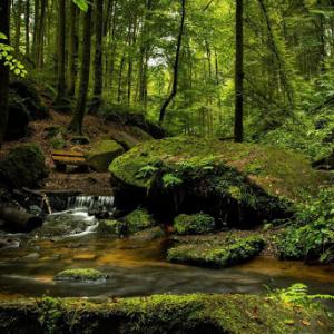 A zöld ezernyi árnyalata látható az erdőben