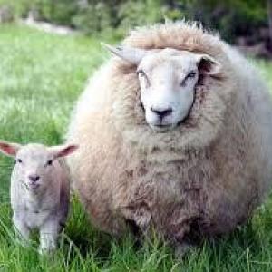 merinó juh bárányával