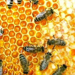 méhek táplálkozására